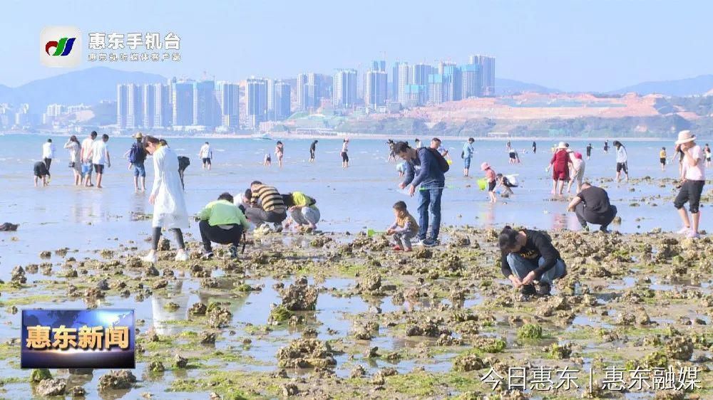 春节假期巽寮湾吸引大批游客前来赶海“挖宝”