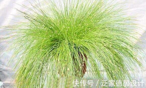 薰衣草|睡眠不好,一宝放在枕头边上,一觉睡到大天亮,还可防疾病