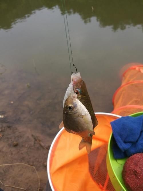 爆护|六陈水库开光新鱼护,崇尚不以爆护秀钓技