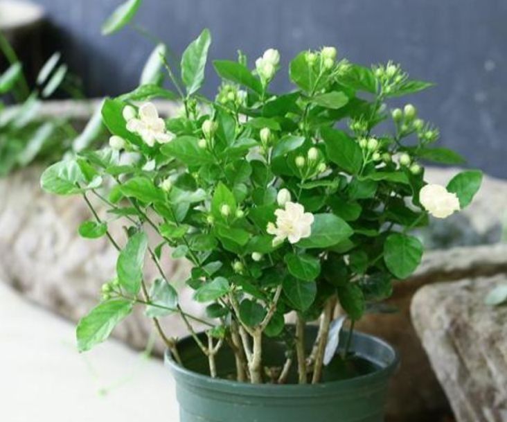 家养此款花卉,开花勤爱爆盆,盛开时繁花似锦,花色美轮美奂