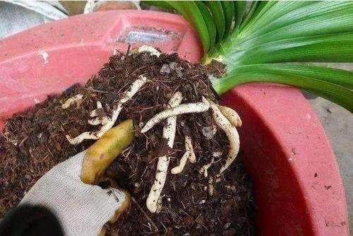 给花换盆后，3件事不能做，不然难服盆，还长不好