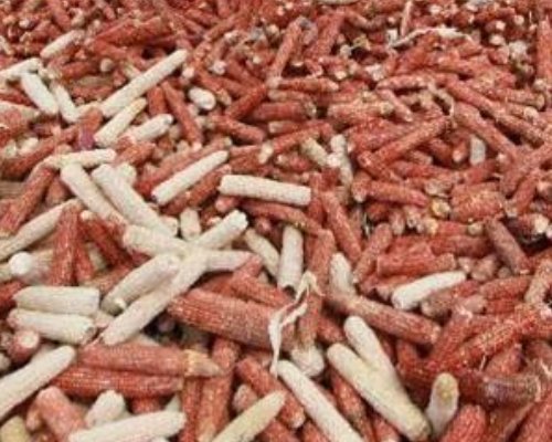  不停|养花别再买营养土，盆里掺1把“废料”，土壤疏松透气，花开不停