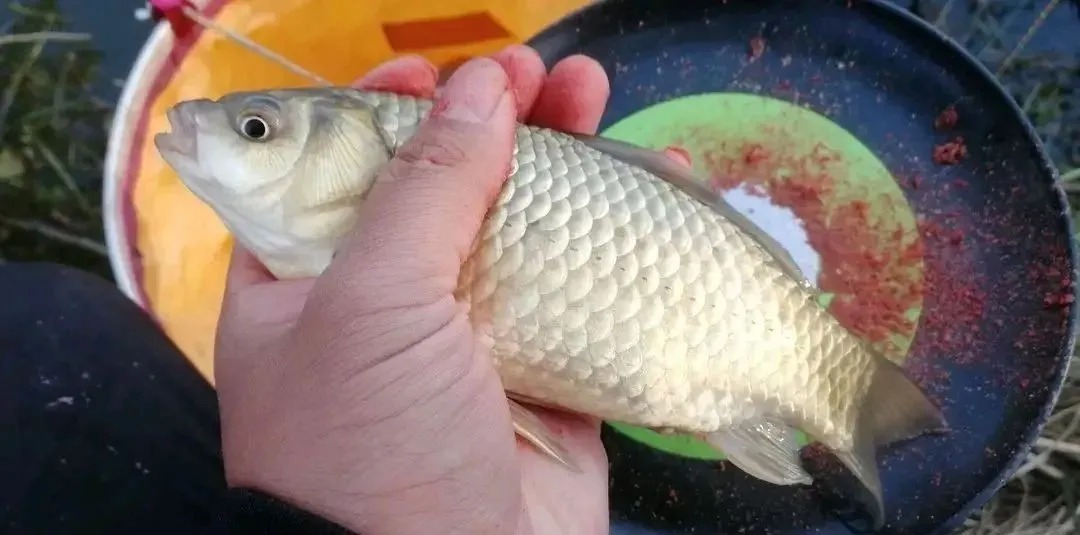 冬季野钓,不是哪里都有鱼,避开四个“空军位”,鲫鱼排队咬钩