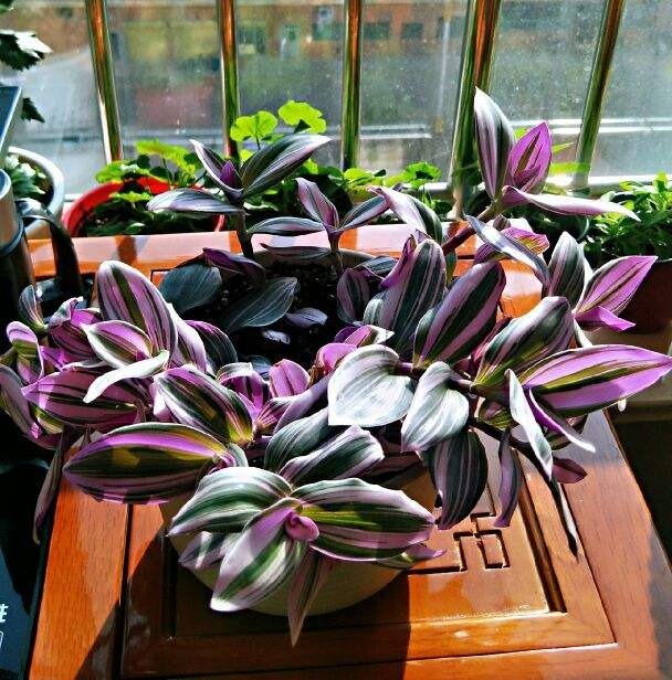 叶子花颜值也很高,叶子花纹像油画,耐阴好养