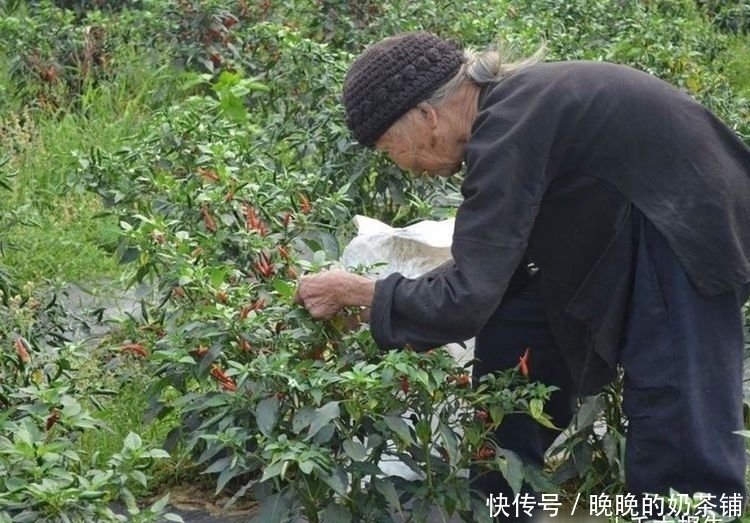 有人|农村最常见的菜,叶子却少有人吃,殊不知含钙高,做腌菜味道绝佳