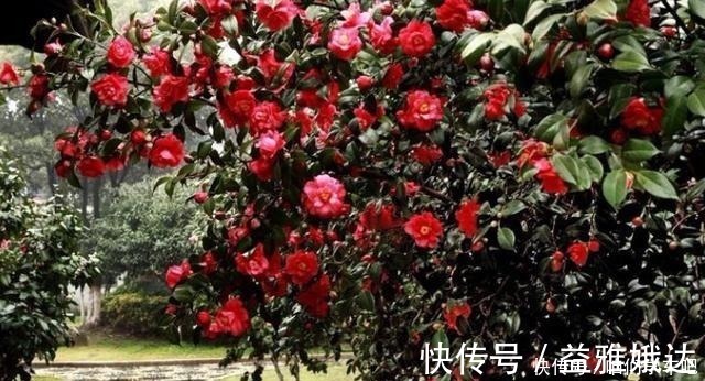 山茶科|家有一小院,定要养棵“它”,树态峭立,花色艳丽,比桃花要好!