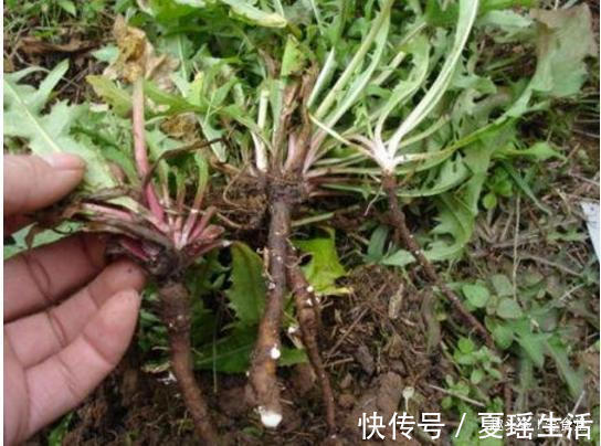 生活环境|坚持用蒲公英泡水喝,1个月之后身体会怎么样