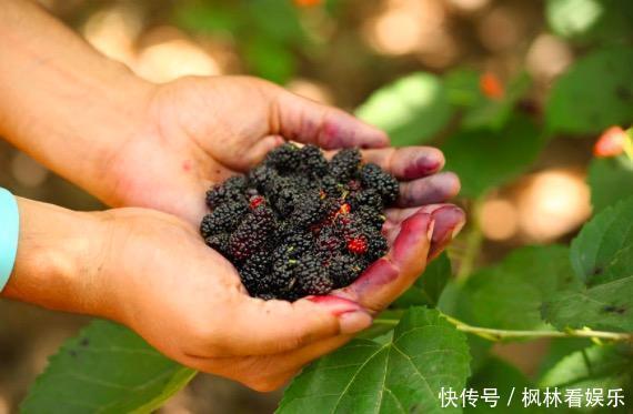 吃桑葚好处多, 抗氧化、延缓衰老,可2类人一口不能吃