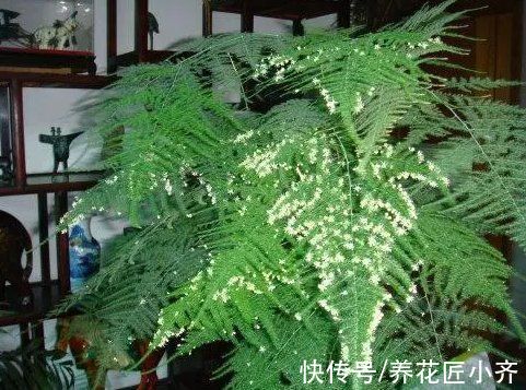 老人说：家里养着3种花，开花会有“好兆头”，你养的开花了吗？