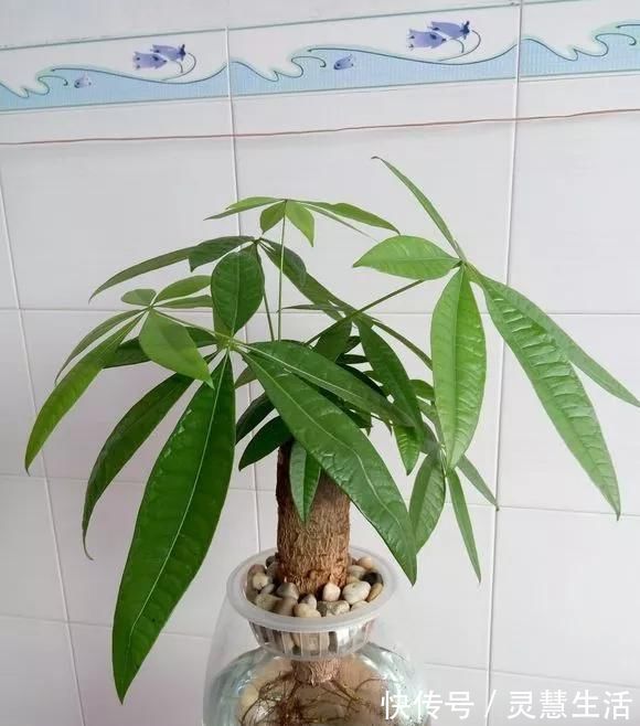 这3种花养不好，赶紧扔水里，越长越来劲