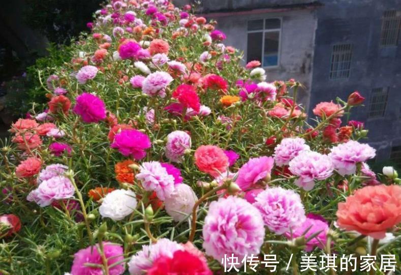 花匠|老花匠养了3盆漂亮花,每盆不到十块钱,轻松开出满枝花