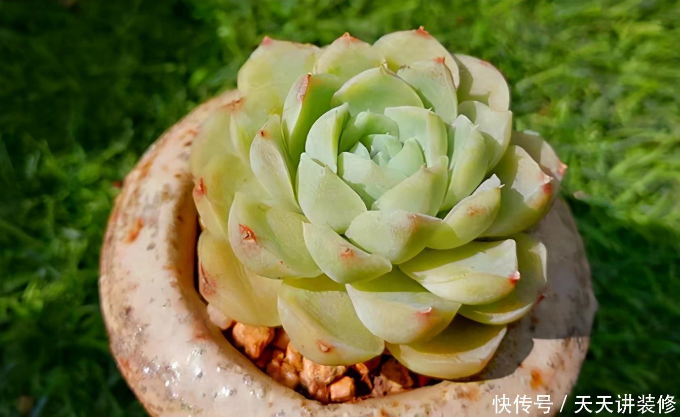 花盆|夏养多肉做好3点，黑腐化水问题不上门