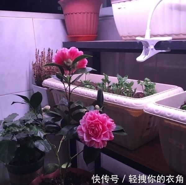 五色红丹|这种花是世界著名的花，多色的花，美丽的，牡丹不失，容易保养，栽培很有价值