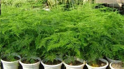 文竹长|想要文竹长的旺,最好施什么肥?知道一点施肥再也不犯难!