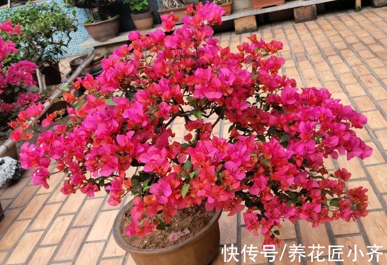 透气性|三角梅开花少甚至不开花？做好六个“保证”试试，想不开花都难