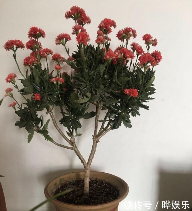 长寿|长寿花养5年,窜到一米八,三枝托九叉,开成花树,震撼全家