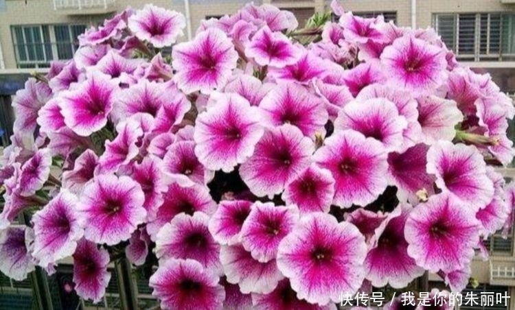 栀子花|5种花是花卉中的佼佼者，花朵一开就是200天，拦都拦不住