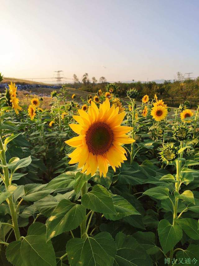 金色季节之温榆河公园西园（上）， 万朵葵花向阳开