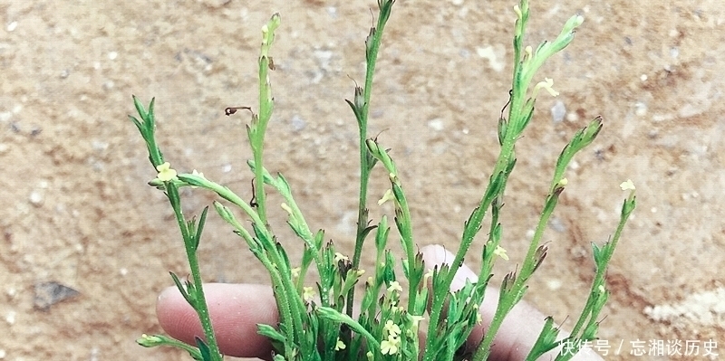 麦田一野草晒干2千元一斤,人称“草中黄金”,真有这么好