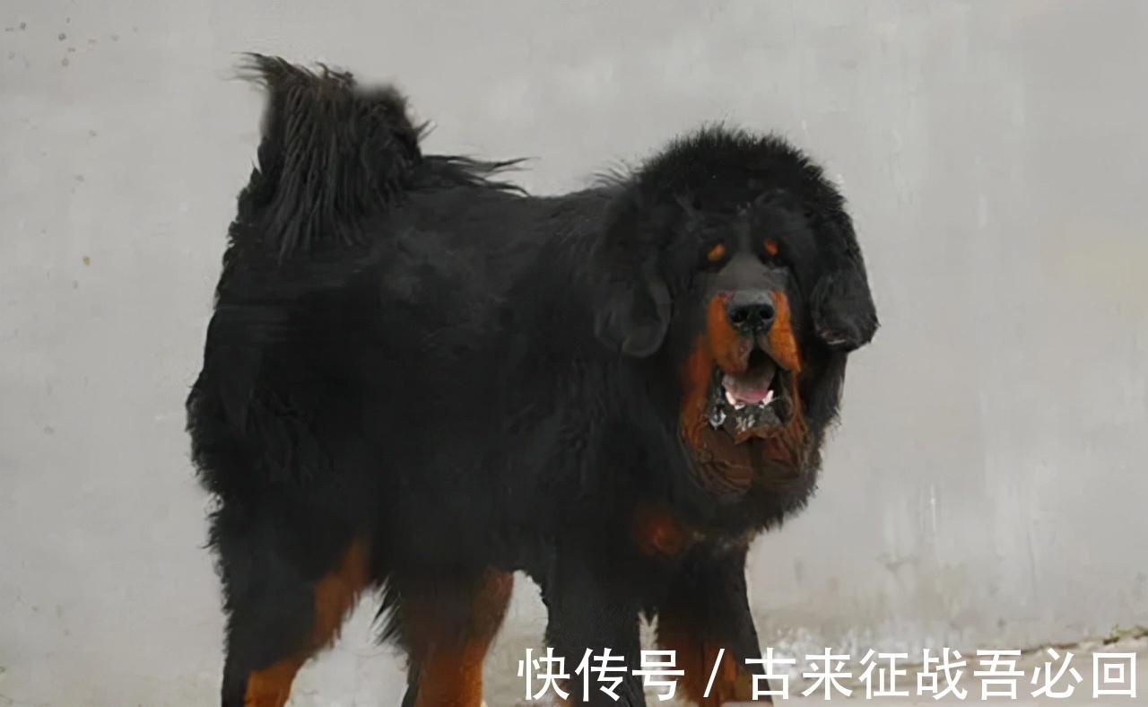 中国藏獒俱乐部|马家军教练离开赛场,靠养狗成为千万富翁,70多岁重回俱乐部执教