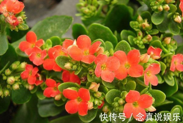 花色|丹麦盆栽花卉之冠圣诞伽蓝菜长寿花色丰富，理想的室内花卉
