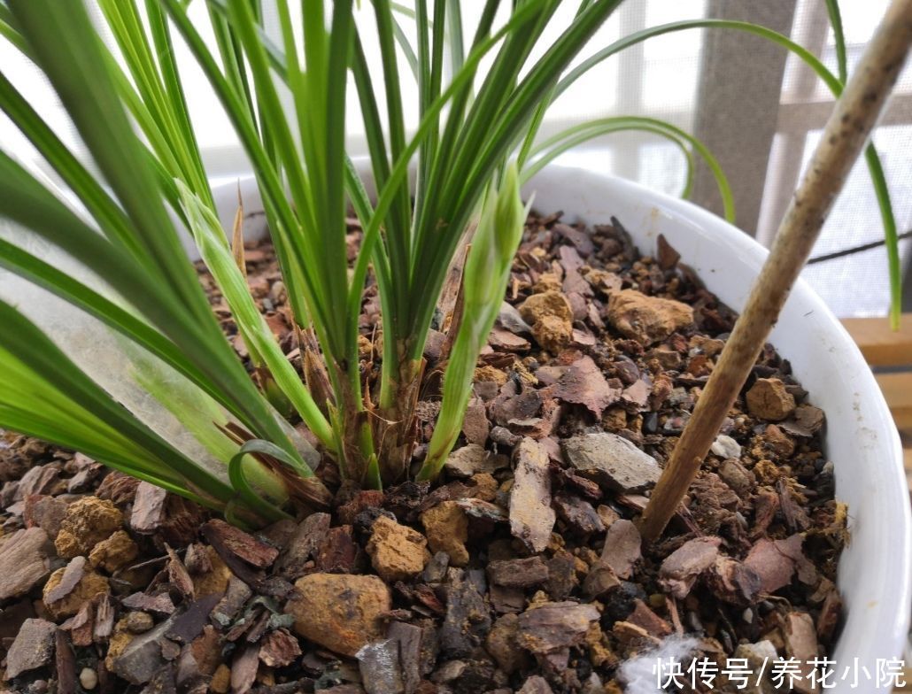 养兰花浇水很关键,记住几个浇水技巧,兰株不烂根不空根