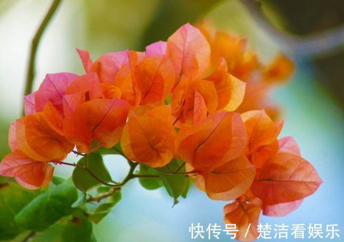 喜欢三角梅,就养盆“珍稀品种”橙雀三角梅,花开爆盆,美艳优雅