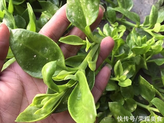 搅拌均匀|这菜浑身都是宝，口感爽滑，凉拌着吃真香，夏天可隔三差五吃一次