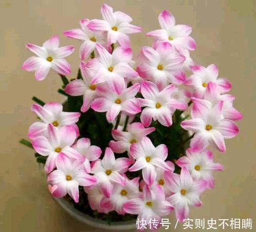 满地|泼辣的“胖美人”10块钱买“一堆”,狂风暴雨后,妖艳花满地