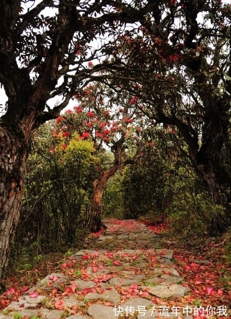 杨柳依依@七律,醉秋五首丨盈盈秋水念秋名,不负秋生这段情
