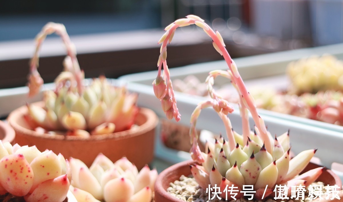 多肉|多肉多晒晒太阳,生长健壮,预防徒长不生病,养出一盆漂亮的多肉