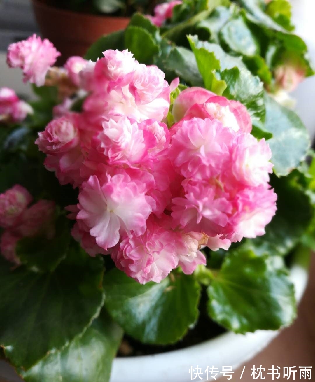 封闭阳台养啥花?这款很不错,花叶俱美,打理简单,冬天也有花看