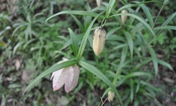 平贝母|见到这野生植物,一株都要珍惜,目前千元一斤,珍贵难得