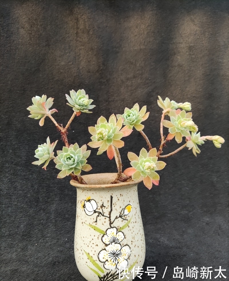 给我一块黑布，多肉走个台步