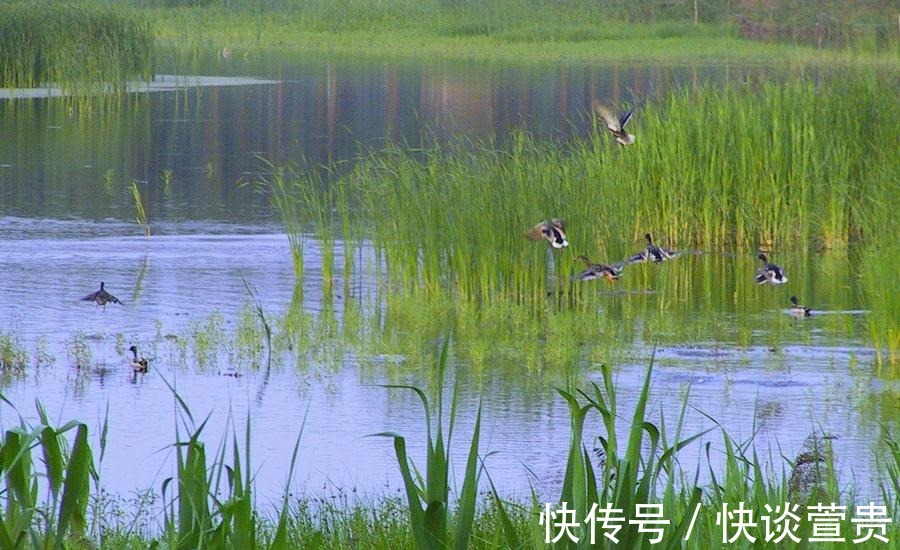 鸟类|北京秋游好去处！风景秀丽芦苇飘荡，门票免费适合自驾