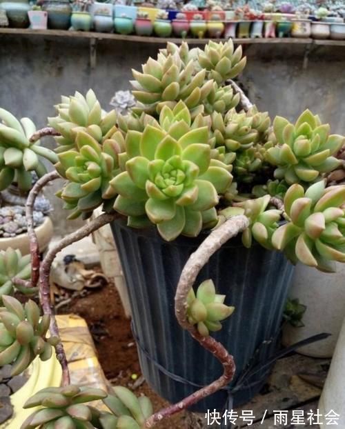 叶片|养多肉3年顺风顺水,多亏选了这6种大普货,现在全是大老桩