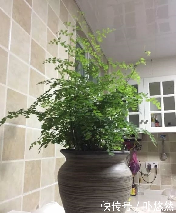 天生“体阴”的6种花，晒太阳易黄叶，阴一点反而长得绿油油！