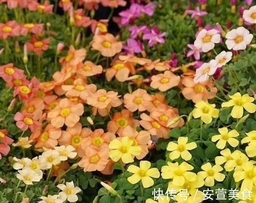 花苞|家里阳台养此款花,花开爆盆美如花,枝头窜满花苞,成一片花海