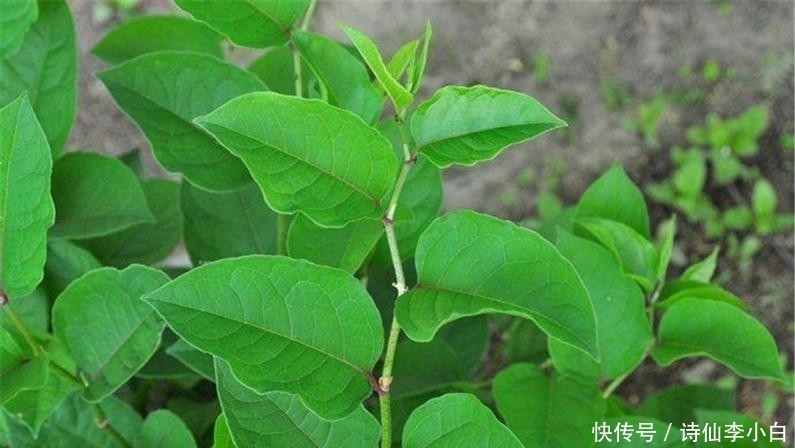 日本超级植物入侵英国，无限繁殖力逼疯英国人，甚至导致房价下降