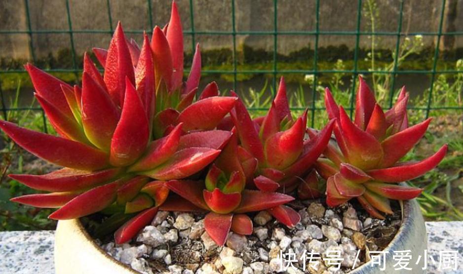 到了冬天，多肉就休眠该怎么办？坚持2少2多，过“劫”不空盆