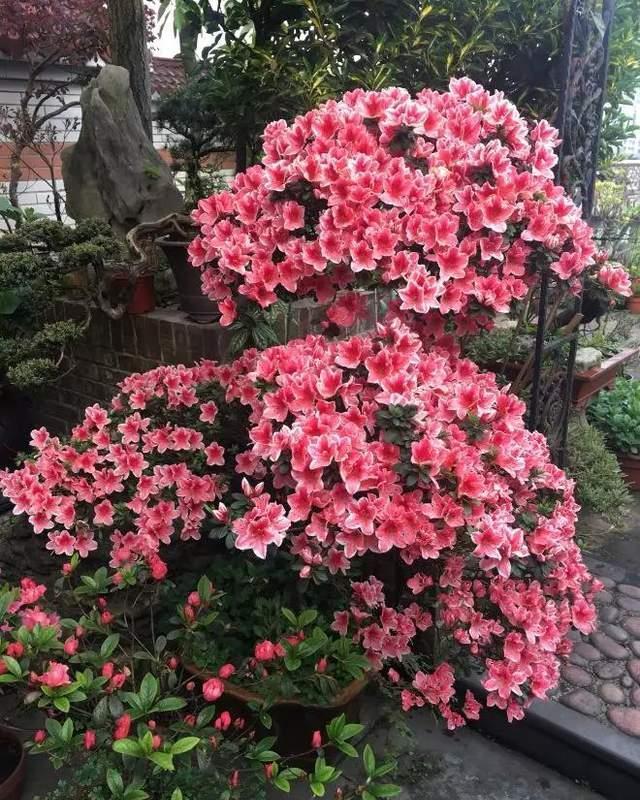 4种花好看但是“难养”，老手不敢养，新手养不好，别轻易入坑