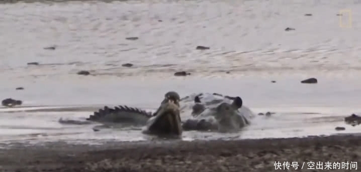 鳄鱼被河马疯狂欺负,从水里赶到岸上,下
