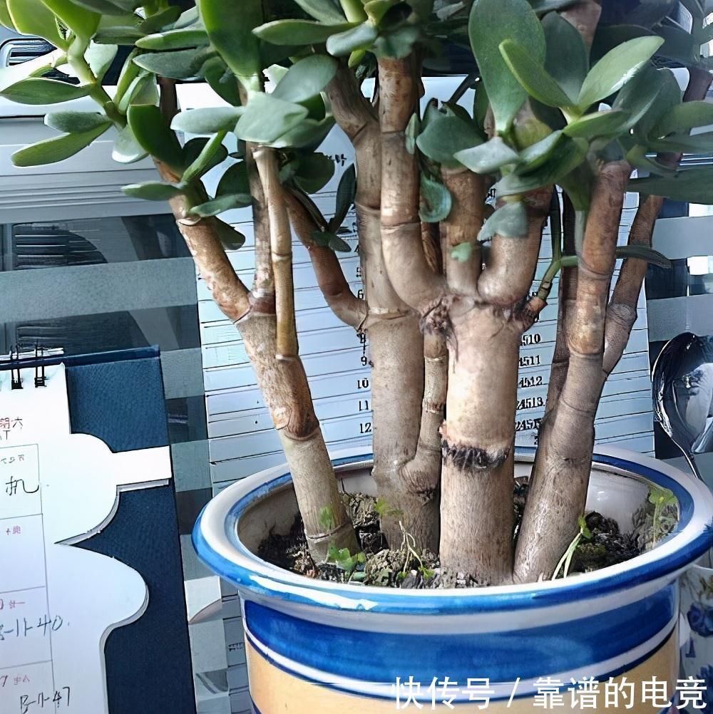 玉树不用施肥，对着枝叶3天喷洒一次尿，1月蹭蹭长成老桩