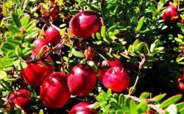 补血|此野果是补血“神器”，是养血“良药”，农村遇到要捡点回家！