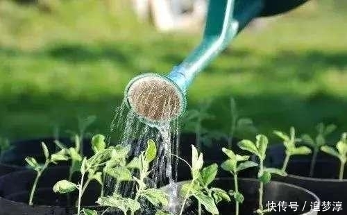 塑料瓶|家里的小东西都能用来养花,看看家里啥没扔