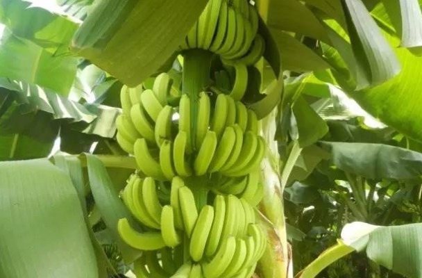 急性肾炎|夏天吃香蕉要谨记“4个不要”，吃错了不仅没营养，还危害健康