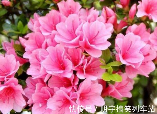 超好养的“4种花”，人人都喜欢，花朵烂漫迷人，美爆了