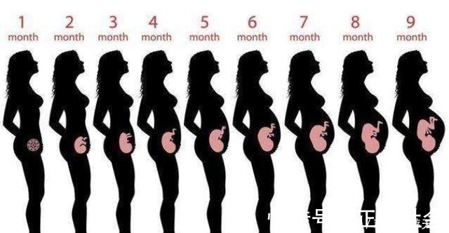 胎儿|准妈妈肚子何时“偷偷”变大的孕期是否显怀,跟4个因素有关