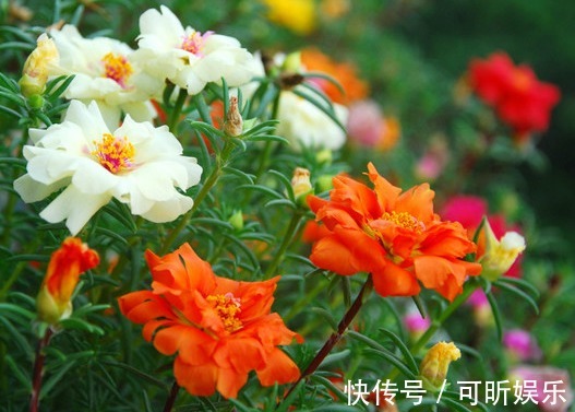 虎刺|温度高养花总是养死，不妨试试这些花朵，式好养、开花多、不怕热