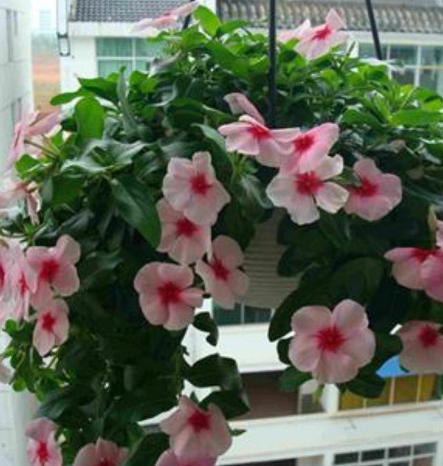 最好养的花,一粒种子繁殖一大盆,几乎全年开花,快养上一盆吧